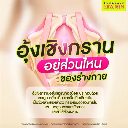 อุ้งเชิงกรานอยู่ส่วนไหนของร่างกาย โครงสร้างกระดูกและกล้ามเนื้อบริเวณท้องน้อย Romrawin New Gen